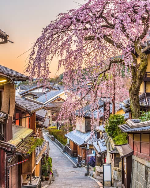 A narrow street between old wood buildings with a cherry blossom near.