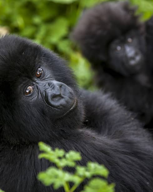 Baby gorilla looks at the camera, surrounded by greenery