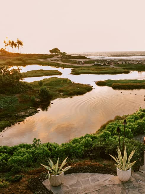 A pond and grassland area outside with palm trees in the distance.