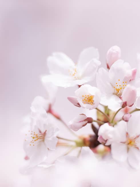 Close-up of fully-bloomed pink cherry blossom flowers, flower petals blur in the foreground