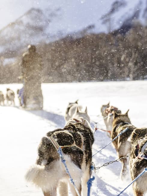 A group of dogs pulling a man on a sled over white snow, with trees and mountains in the distance.