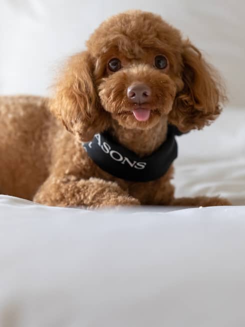 Apricot toy poodle with Four Seasons bandana lounges on a bed with white linens