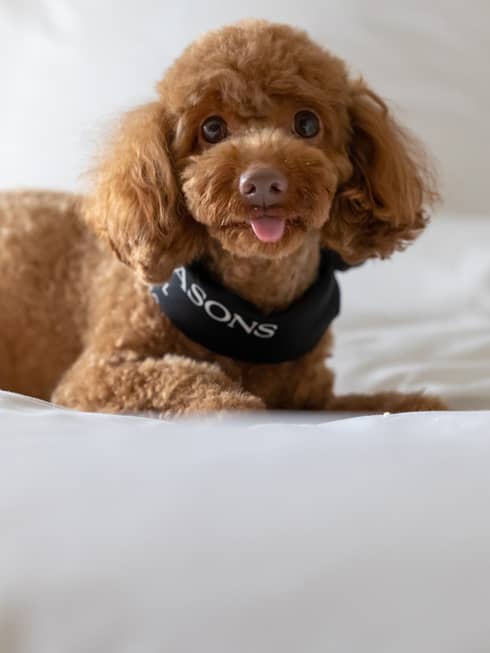 Apricot toy poodle with Four Seasons bandana lounges on a bed with white linens