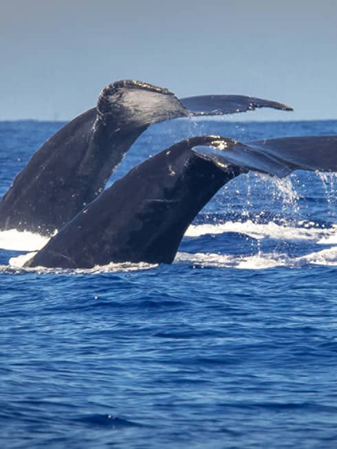 The tails of two humpback whales rise above the ocean off the coast of Maui