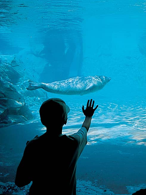 Seal swims underwater in aquarium, silhouette of child with hand against glass