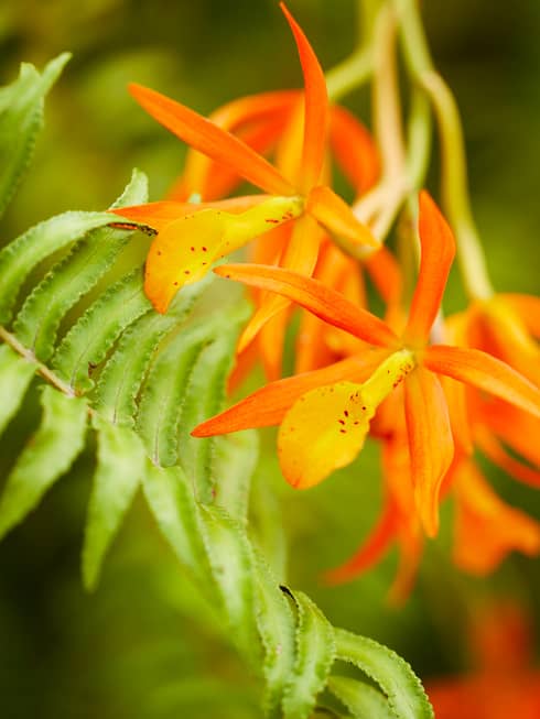 Local flowers