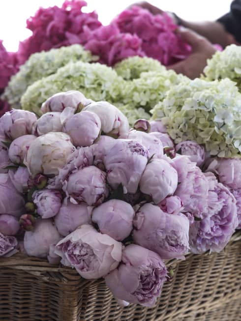 An assortment of light purple, pink and green flowers.