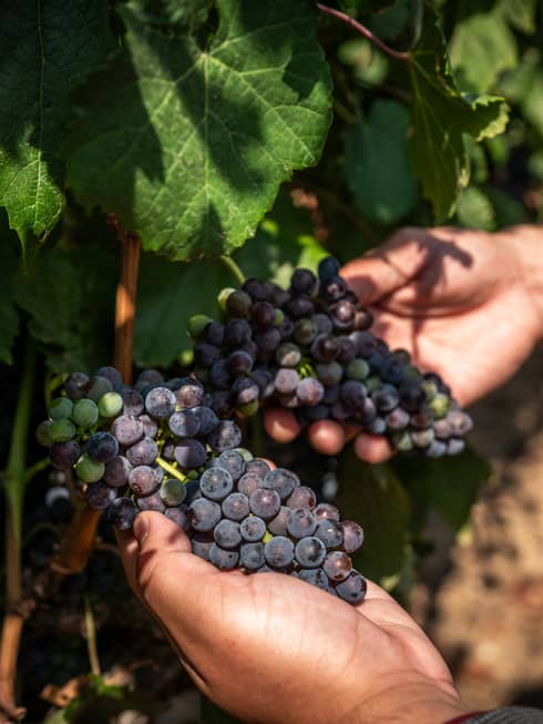 Close up of hands holding a bunch of grapes on the vine