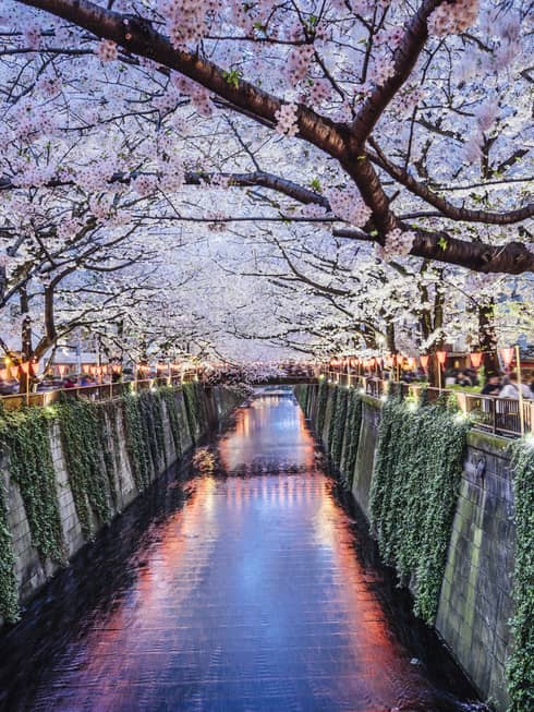 Vines along canal walls under cherry trees, crowds along walkway at dusk