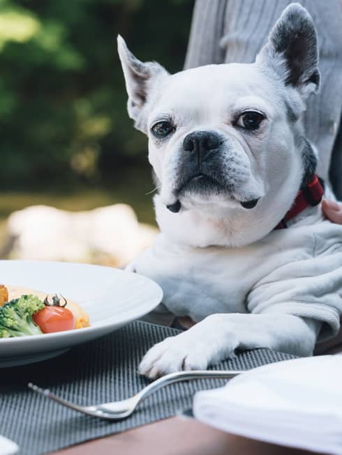 Female guest holds French Bulldog in her lap at the table, a plate of food and mug of coffee in front of the dog