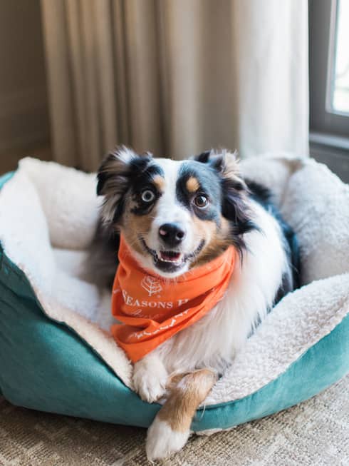 A dog with an orange bandana laying on a blue dog bed.
