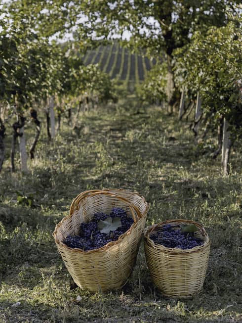 Two baskets of grapes on winery pathway