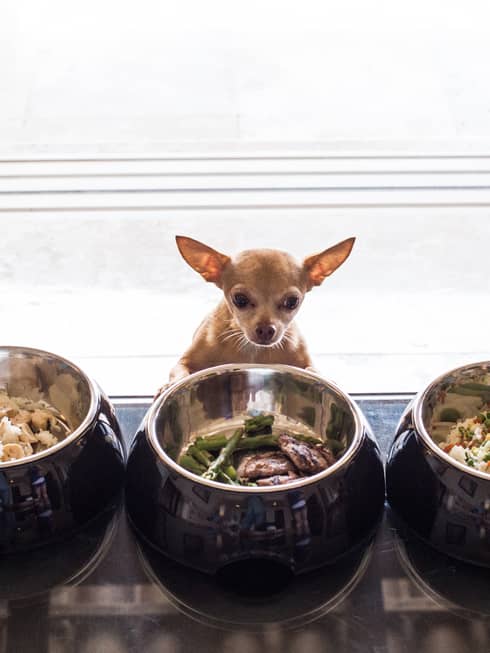 A small dog in front of a bowl of water and two bowls of food.