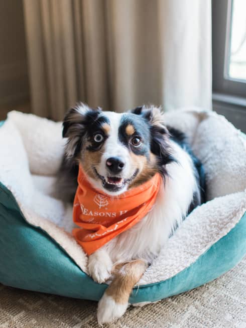A dog with an orange bandana laying on a blue dog bed.
