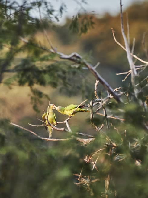 Two identical green birds sit on a bare branch in Costa Rica and chirp at one another
