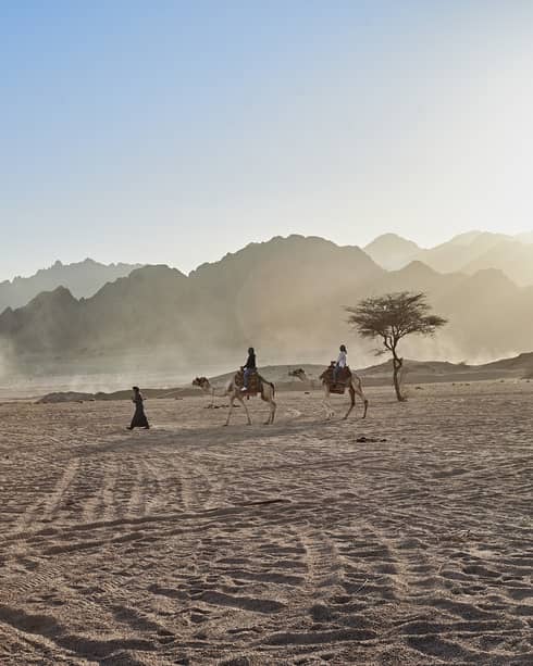 A guide lead two people riding camels in desert near small tree