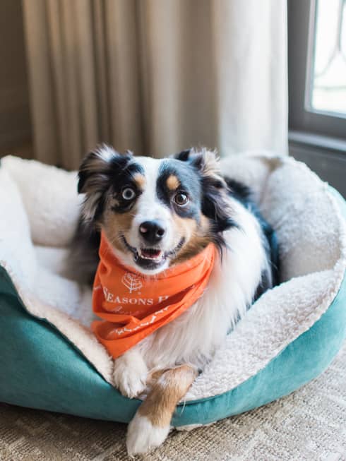 A dog with an orange bandana laying on a blue dog bed.