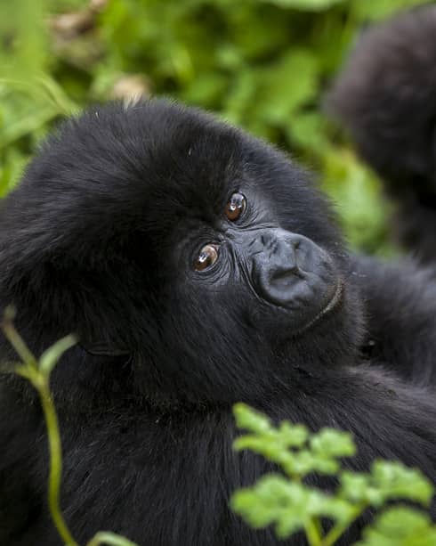 Baby gorilla looks at the camera, surrounded by greenery
