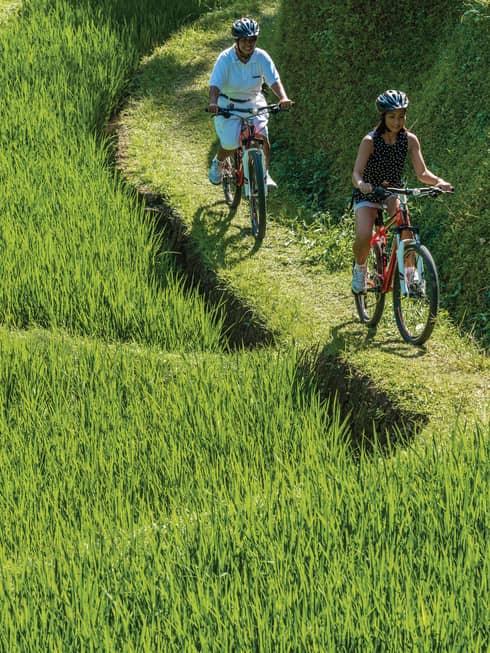 Smiling man and woman on red bicycles, wearing helmets ride along green path is grassy rice field
