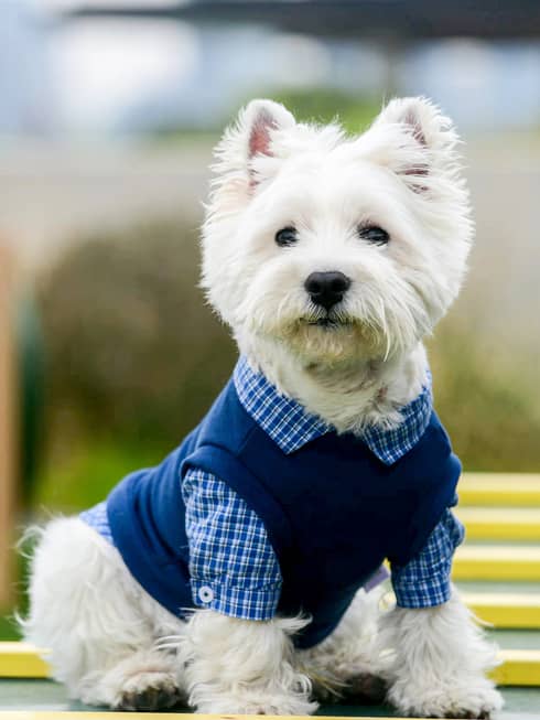 White terrior wearing a navy blue sweater vest over a blue plaid collared shirt