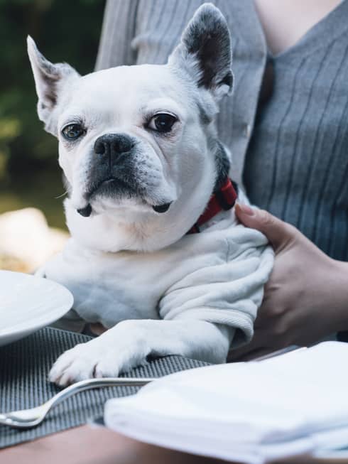 Female guest holds French Bulldog in her lap at the table, a plate of food and mug of coffee in front of the dog