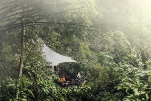 Woman stands on treetop terrace patio, surrounded by tropical forest