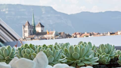 View of city roofs, mountain or horizon, looking over garden with green succulent plants