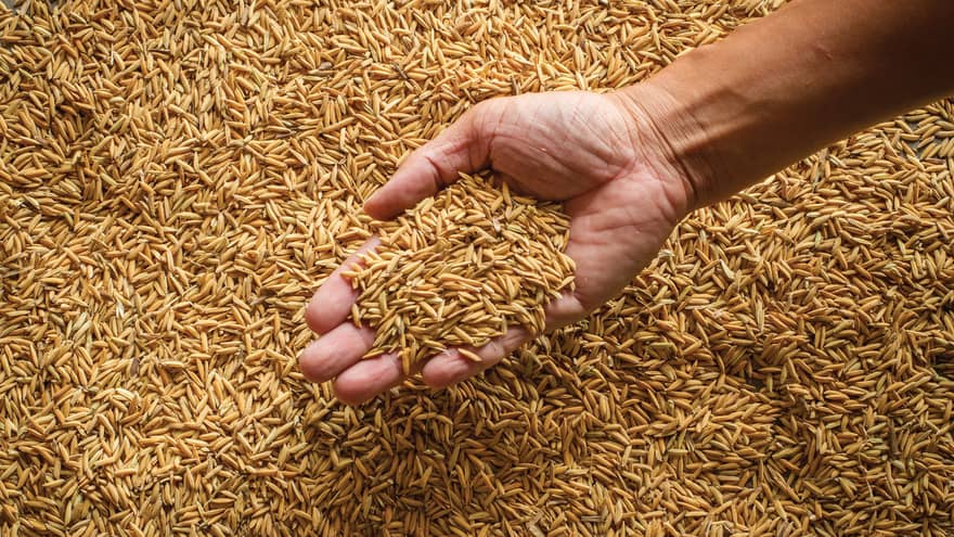 Farmer holding rice paddy in hand