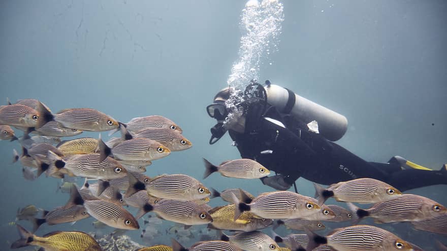 Woman scuba dives among a school of coulourful striped fish, the open ocean behind her