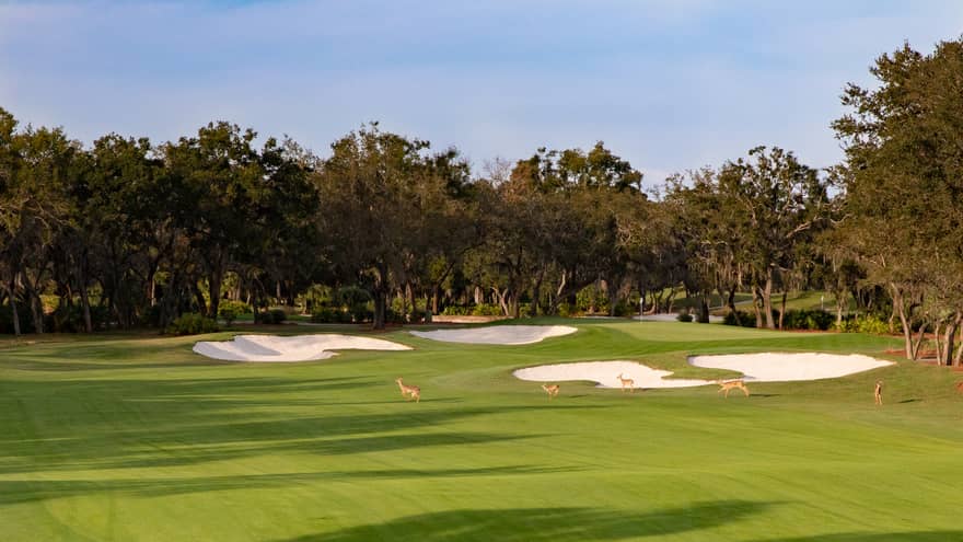 Sand dunes in the distance of a green gold course