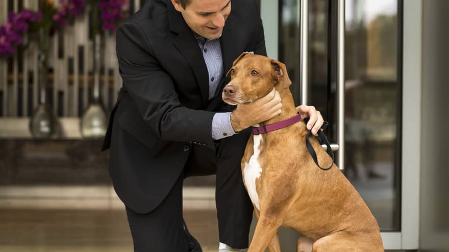 Man in suite petting dog with pink collar in the lobby.