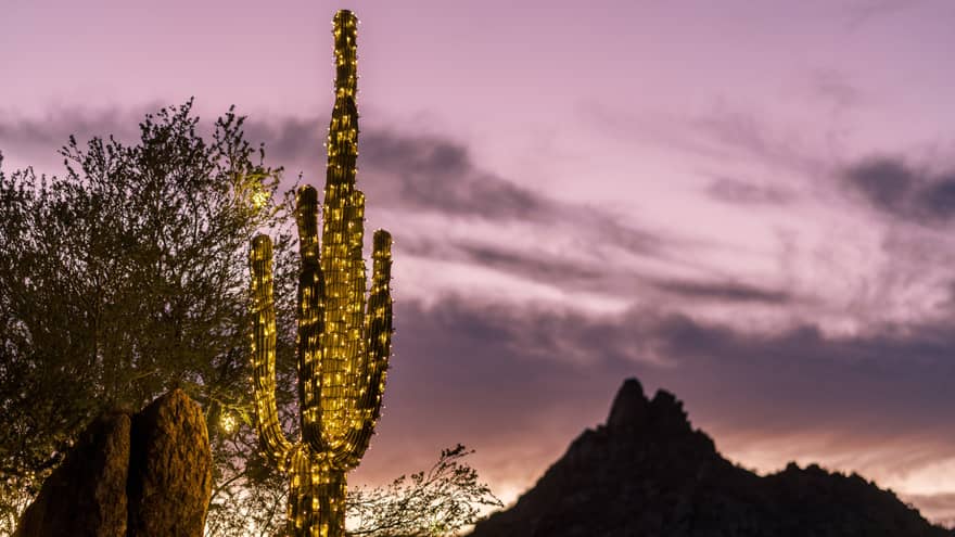 A cactus decorated with lights and a sunset in the background