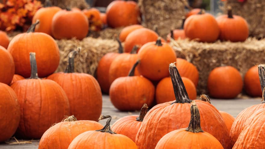 Pumpkins and hay