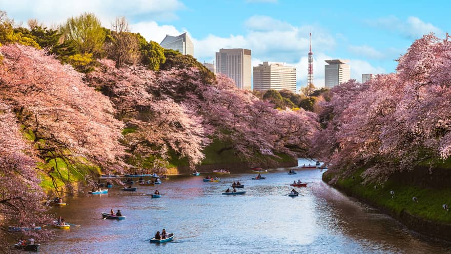 Small boats on river flanked by blooming cherry blossom trees on either side, downtown Tokyo skyscrapers in distance