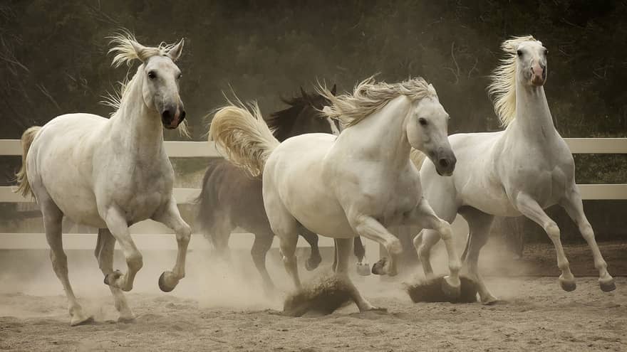 Dirt flies up and create a haze in the air as three white horses and one brown horse race in a riding rink.  