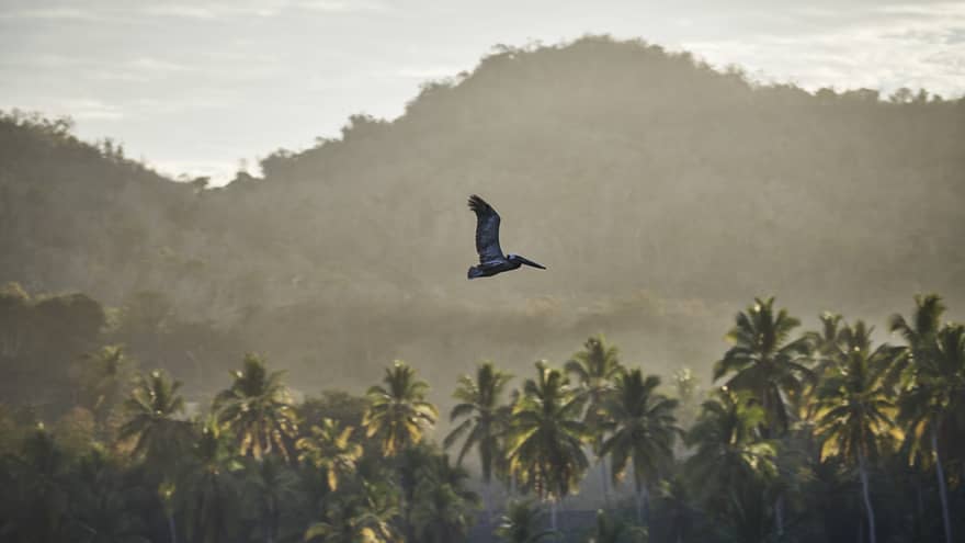A pelican soars over a grove of palm trees with misty hills in the background, creating a peaceful tropical landscape at sunrise or sunset.