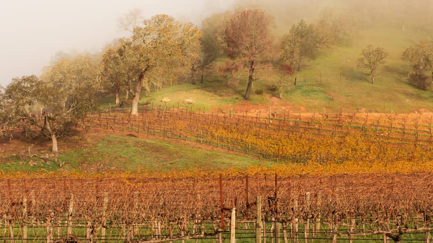 A large vineyard with fog rolling in.