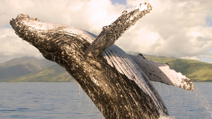 A humpback whale jumping out of the water