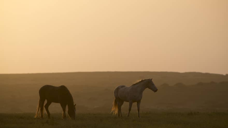 Two horses graze, warm light