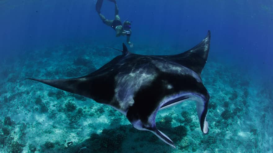 Snorkeller with underwater camera takes photo of large manta ray in lagoon