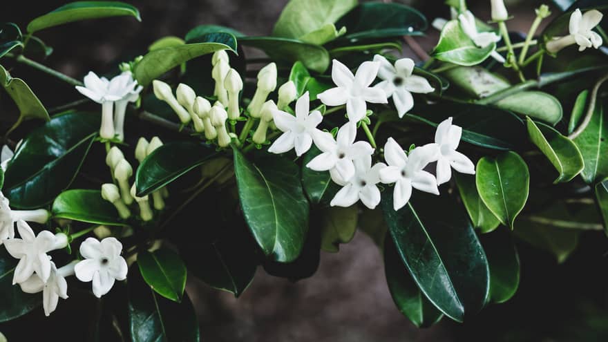 Tropical plant native to Hawaii with dark green leaves, white flowers and pale green buds