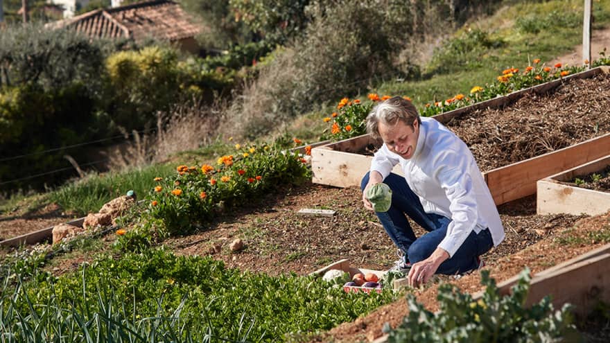 Chef in white chef?s coat picking vegetables from hillside garden