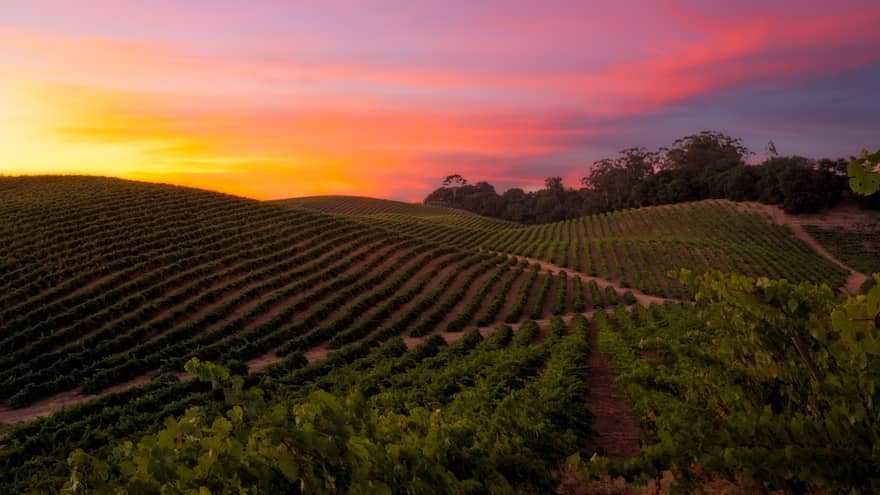 Vibrant purple, pink and orange sunset over rolling vineyards in Napa Valley