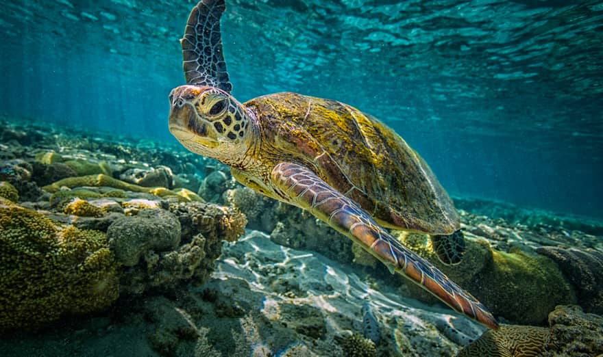 A green turtle swims through the pristine waters of the Great Barrier Reef in Queensland, Australia