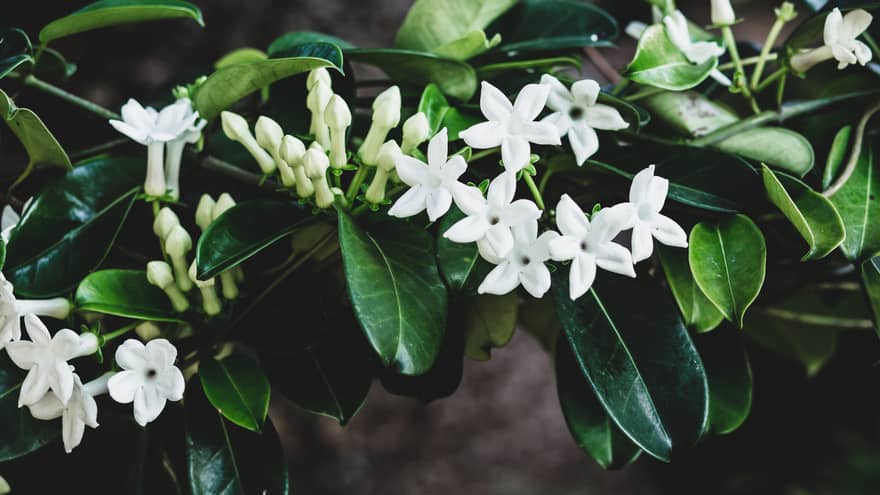 Tropical plant native to Hawaii with dark green leaves, white flowers and pale green buds