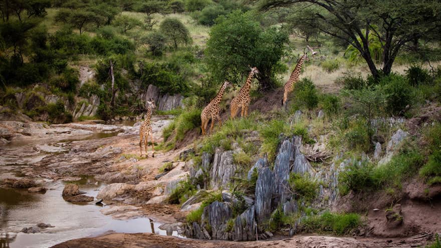 Four tall giraffes walking up rocks along riverbed