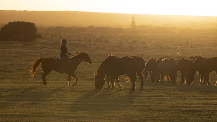 Woman rides a horse near other horses in the glow of sunset