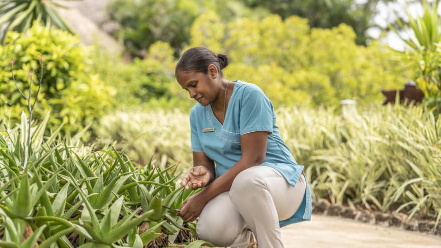 Staff member in blue shirt and khakis bends to collect aloe vera in Resort garden
