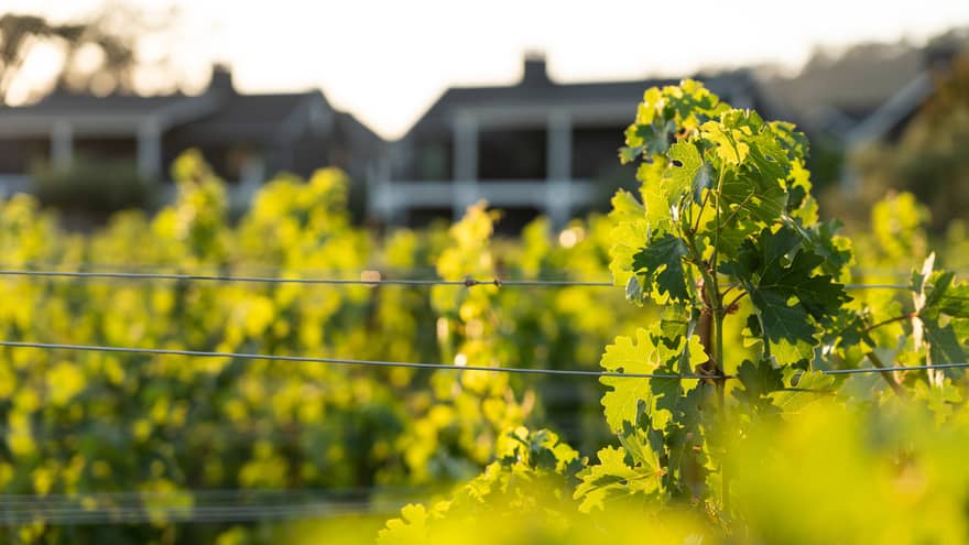 An Organic Vineyard