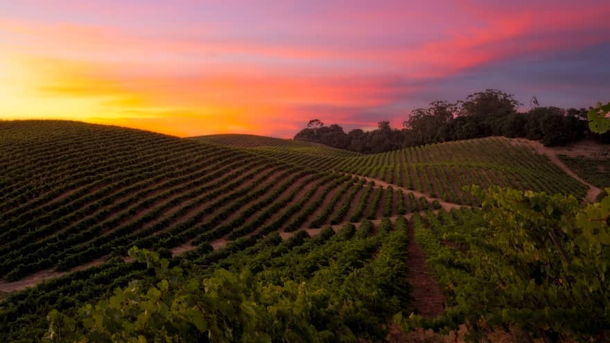 Vibrant purple, pink and orange sunset over rolling vineyards in Napa Valley